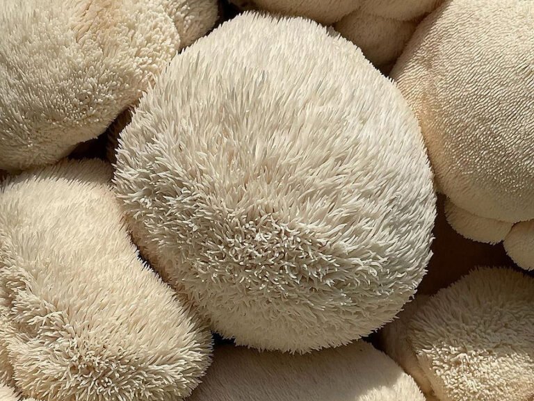 Organic Lion's Mane Mushroom Extract Powder