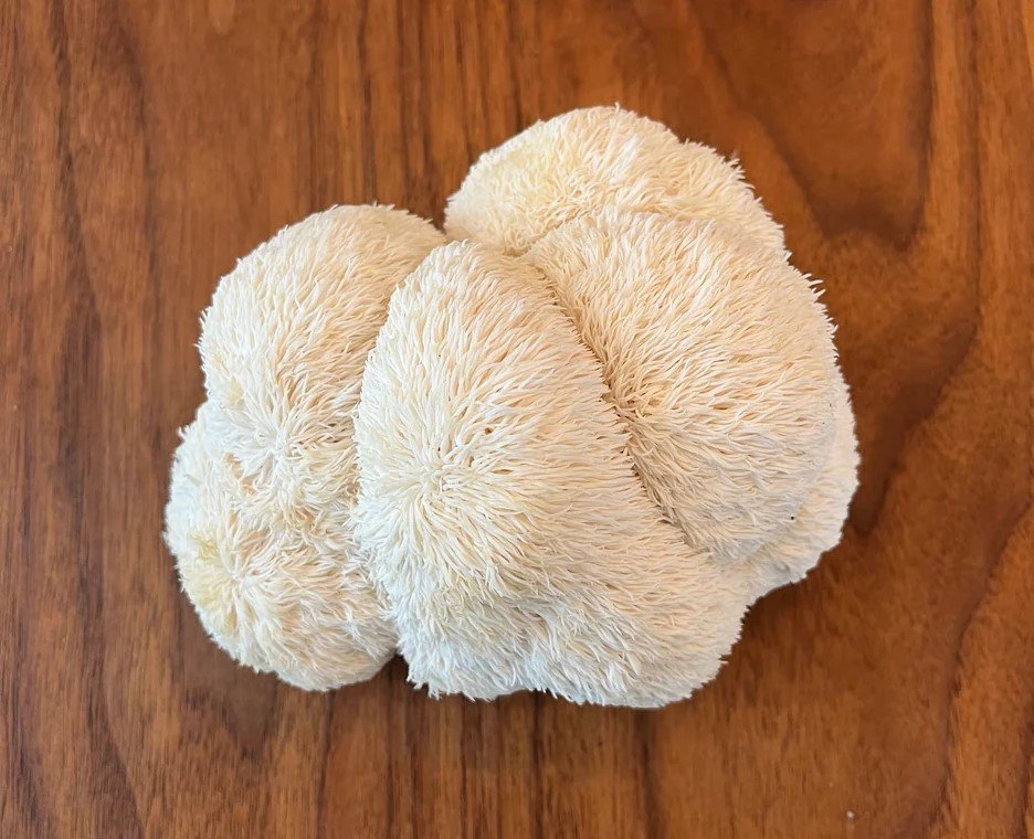 Organic Lion's Mane Mushroom Extract Powder Review